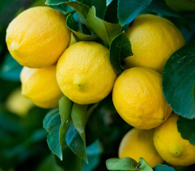 variety_lemons.jpg