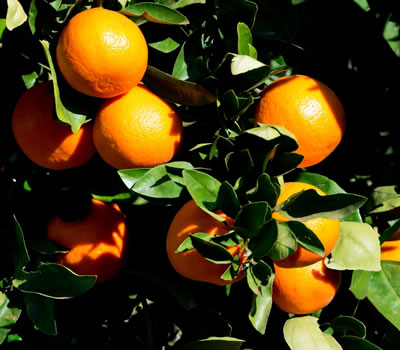variety_oranges.jpg
